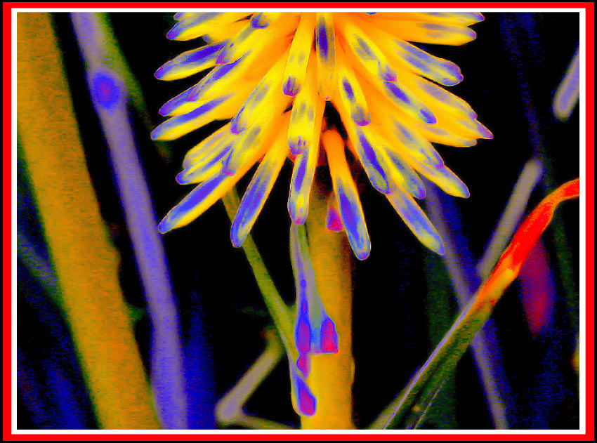photo "Yes we have no Bananas" tags: nature, macro and close-up, flowers