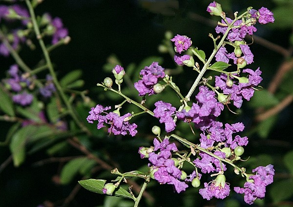 фото "Purple Prose" метки: природа, цветы