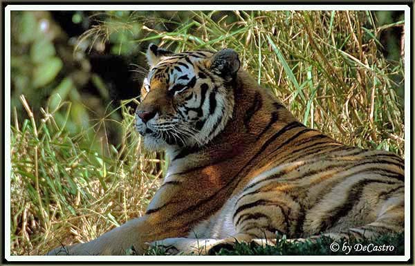 photo "Tiger" tags: nature, pets/farm animals