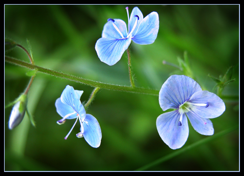 photo "Field flowers #3" tags: nature, macro and close-up, flowers