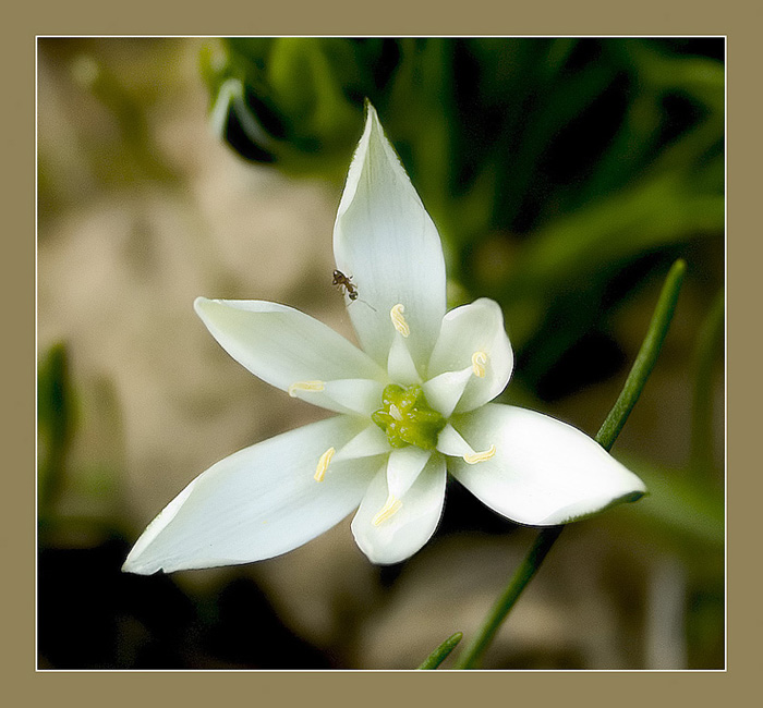 photo "Summer plot" tags: misc., nature, flowers