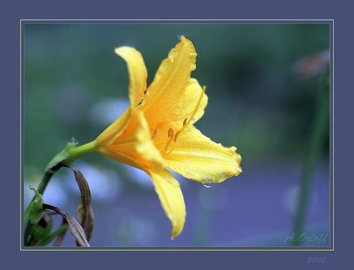 фото "почти аленький цветочек" метки: макро и крупный план, природа, цветы