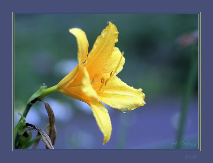 photo "Flower" tags: macro and close-up, nature, flowers