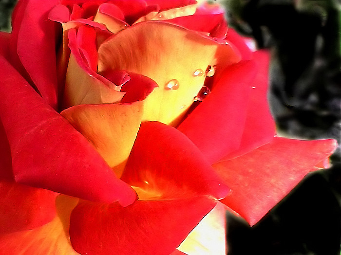 photo "Роза/Rose/" tags: nature, flowers