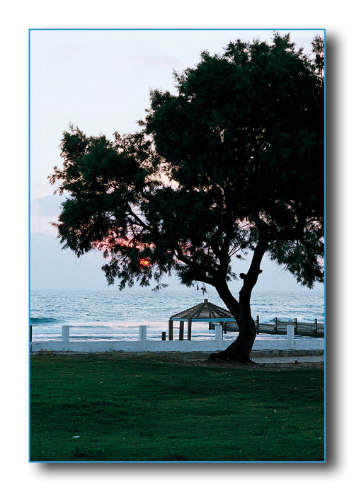 фото "Lonely tree" метки: пейзаж, закат, лето