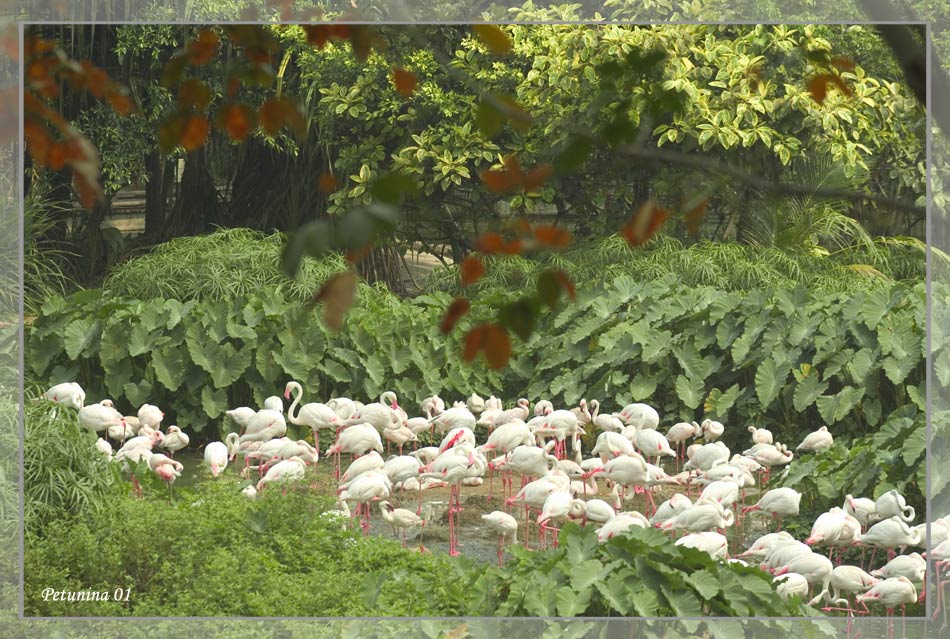 photo "Flamingo lake" tags: travel, Asia