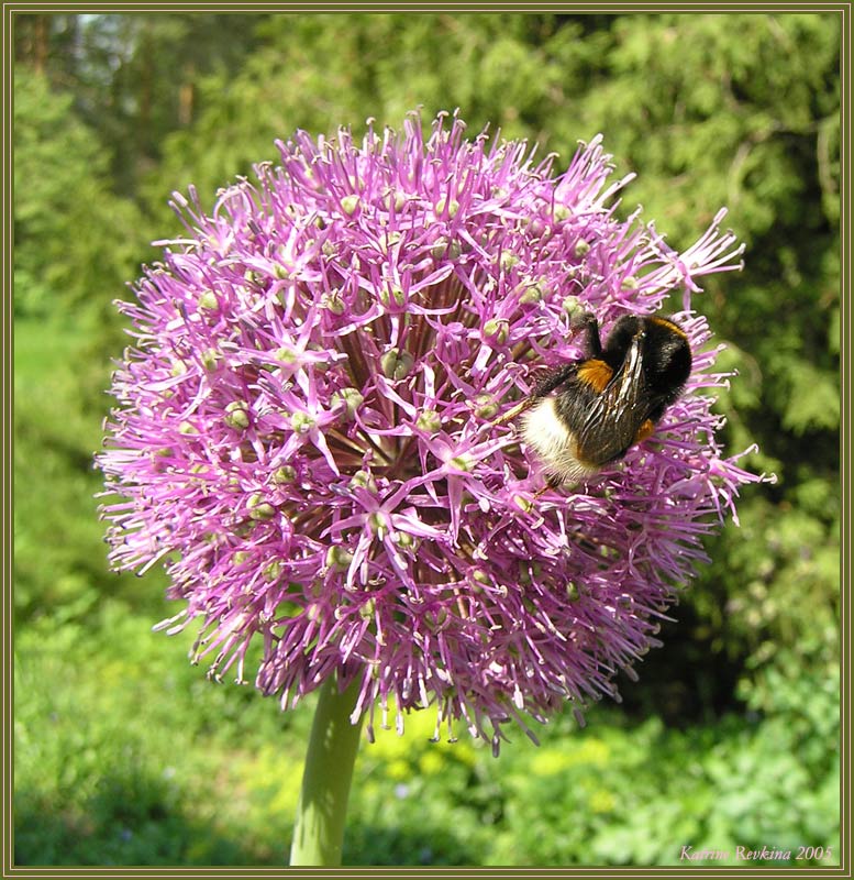 photo "A Bumblebee" tags: nature, macro and close-up, insect