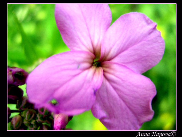 photo "flower" tags: macro and close-up, nature, flowers
