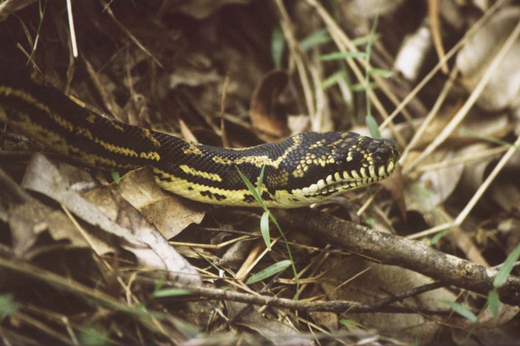 photo "Diamond python" tags: misc., 