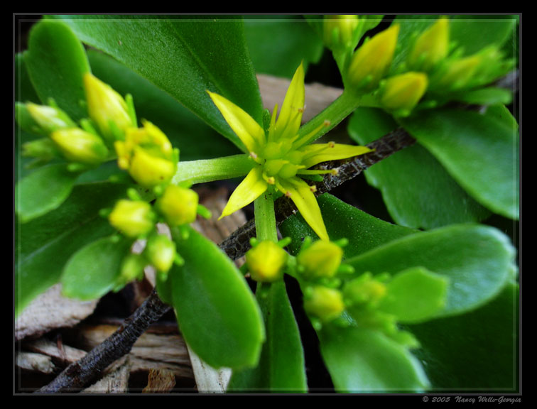 photo "Star flower" tags: nature, flowers