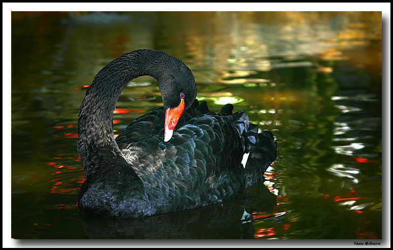 photo "Navigating in magic waters" tags: nature, pets/farm animals