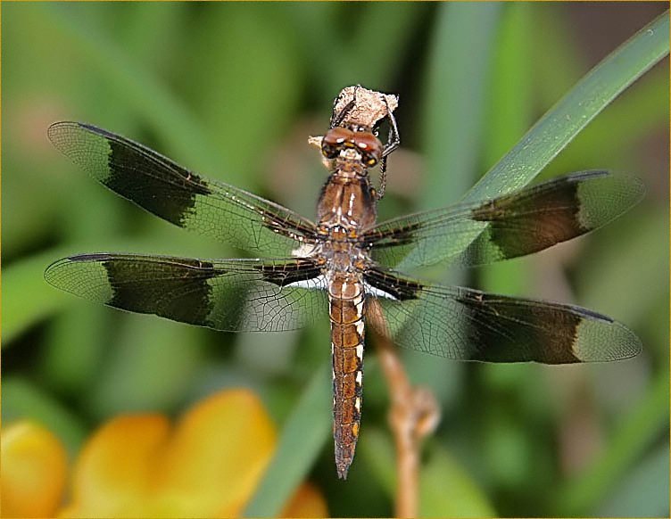 photo "Devil's Darning Needle" tags: nature, flowers, insect