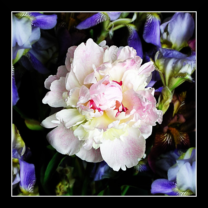 photo "Zhostovo (Peony Flower)" tags: nature, macro and close-up, flowers
