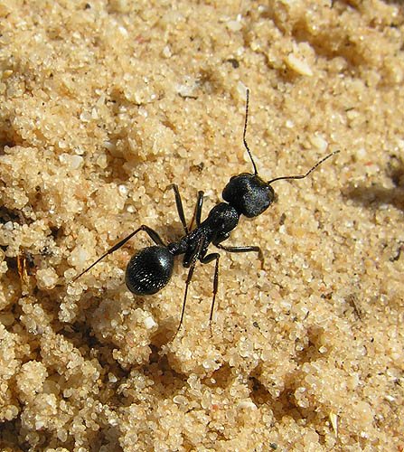 photo "Ant" tags: macro and close-up, 