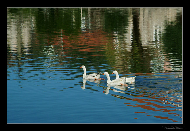 photo "Yes master" tags: nature, landscape, water, wild animals