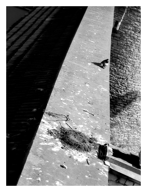 photo "sweet home" tags: black&white, nature, 