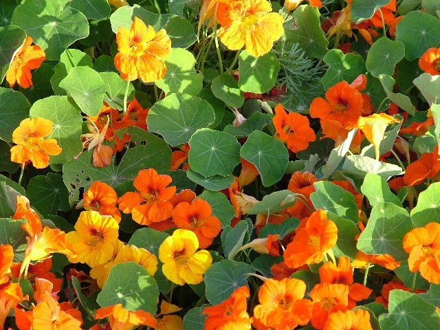 photo "A delicious bed of Nasturtiums" tags: nature, macro and close-up, flowers