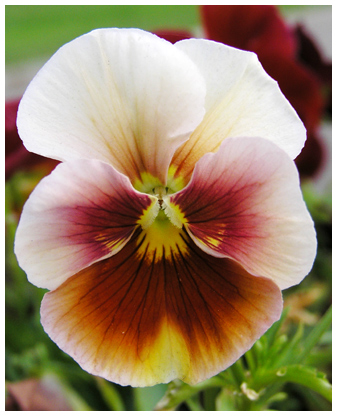 photo "Viola" tags: nature, macro and close-up, flowers