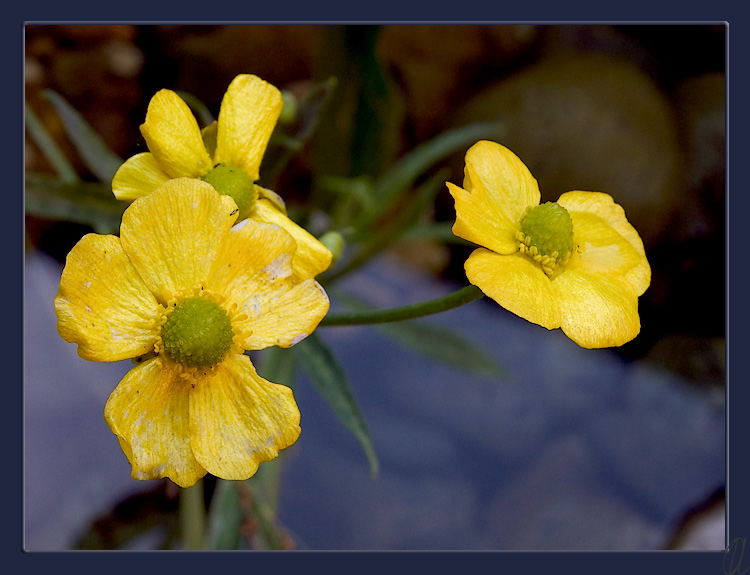 photo "Yellow-blue" tags: macro and close-up, nature, flowers