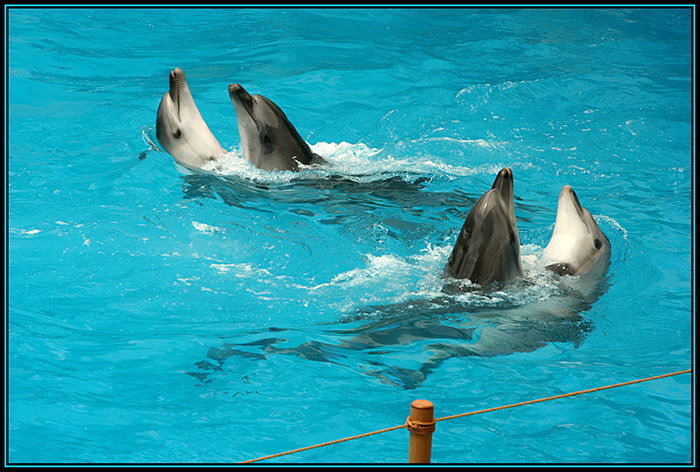 photo "Dolphins party" tags: nature, genre, wild animals