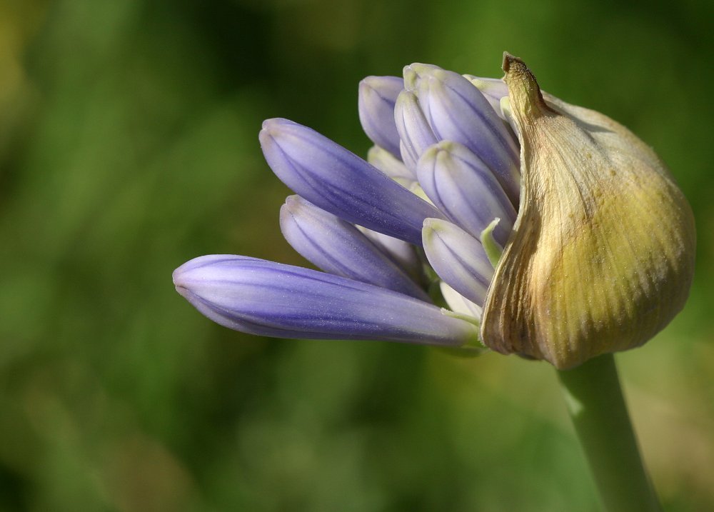 фото "Little flower" метки: природа, цветы