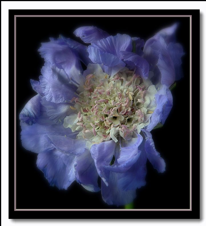 photo "scabious" tags: nature, flowers