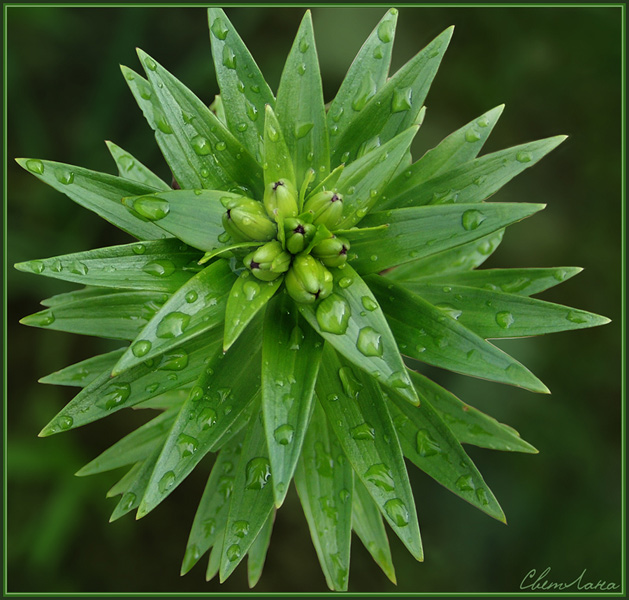 photo "not  the sea star" tags: nature, flowers