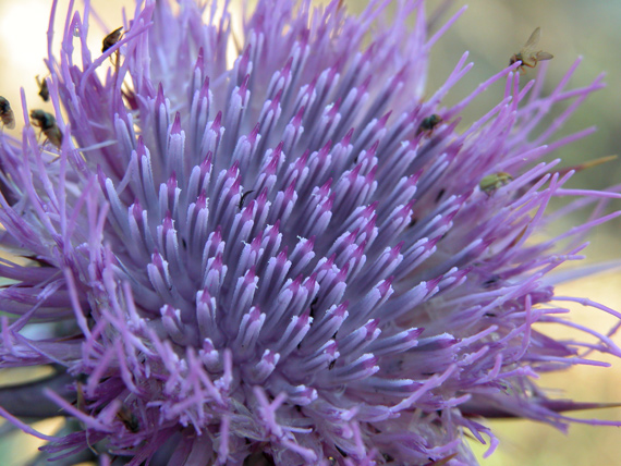 фото "Purple Beauty" метки: макро и крупный план, природа, цветы