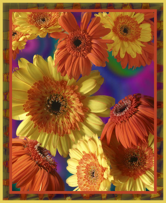 photo "Framed" tags: montage, nature, flowers