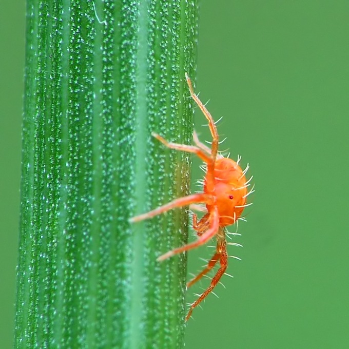 photo "Pink panthet (?)" tags: macro and close-up, 