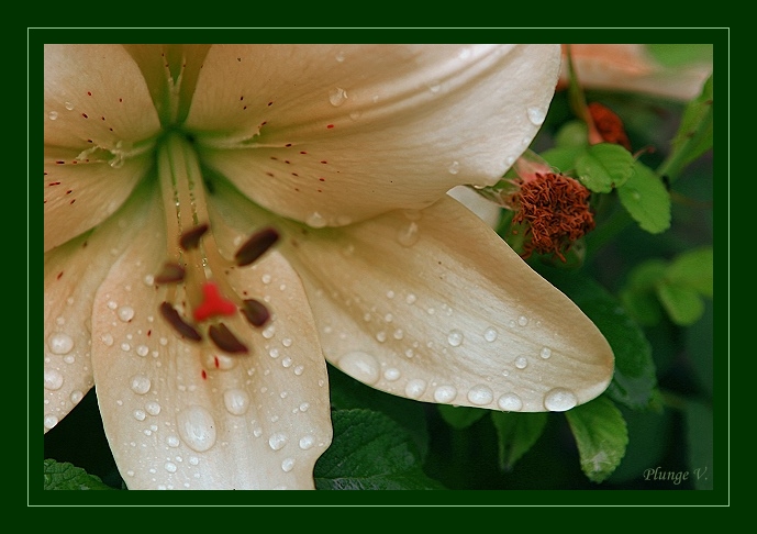 photo "After rain....." tags: nature, montage, flowers