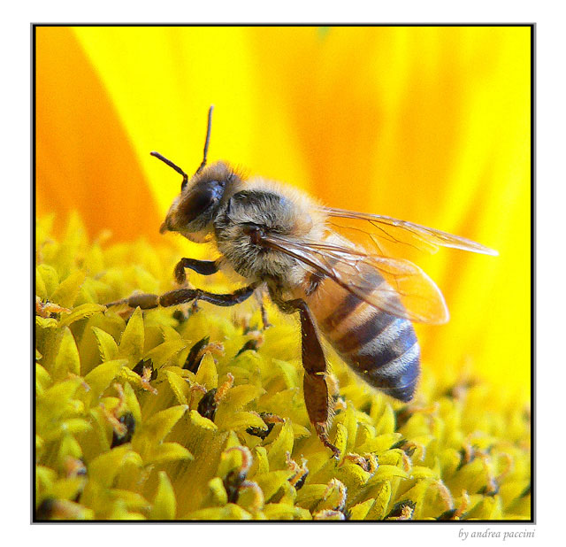 фото ""Bee"" метки: макро и крупный план, 