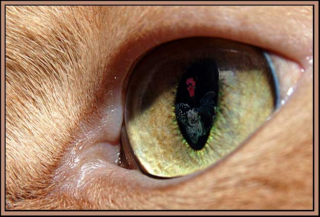 photo "Sight" tags: portrait, nature, pets/farm animals