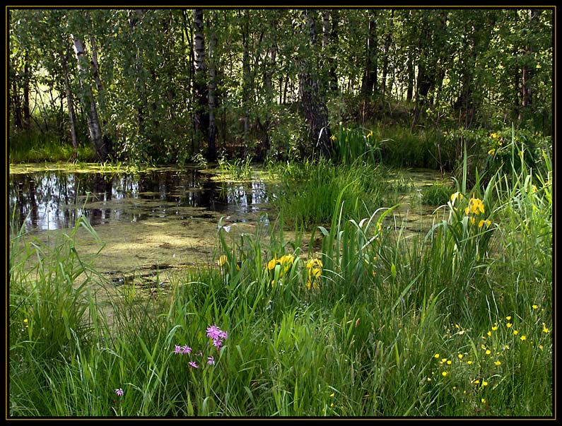 фото "Разнотравье." метки: пейзаж, лето