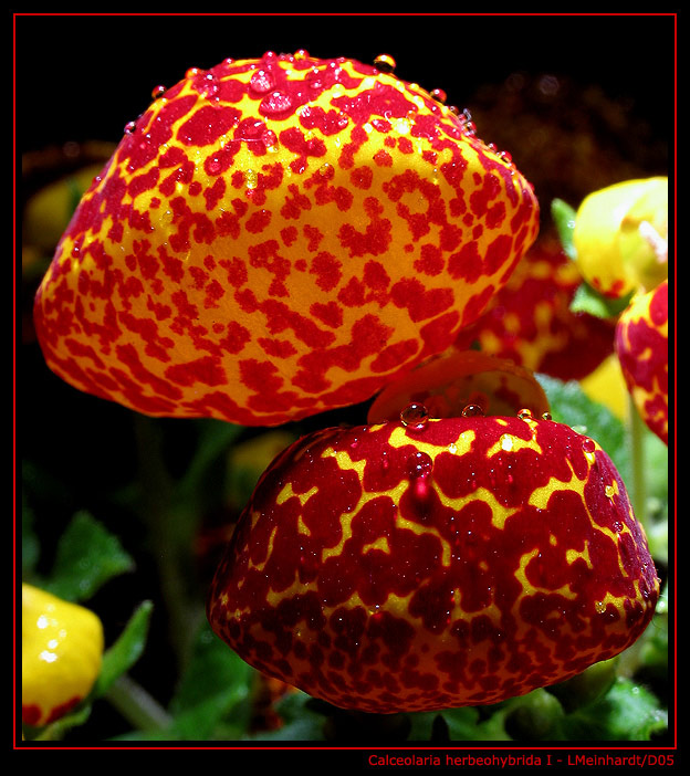 photo "Calceolaria Herbeohybrida I" tags: macro and close-up, nature, flowers