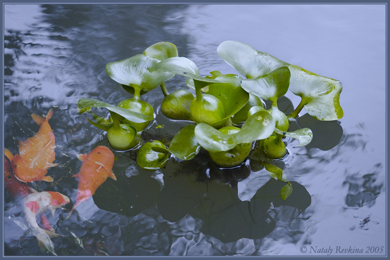 photo "Idyll" tags: landscape, water