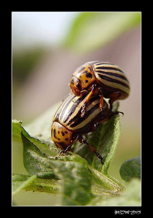 photo "It is love!...)" tags: nature, insect, wild animals