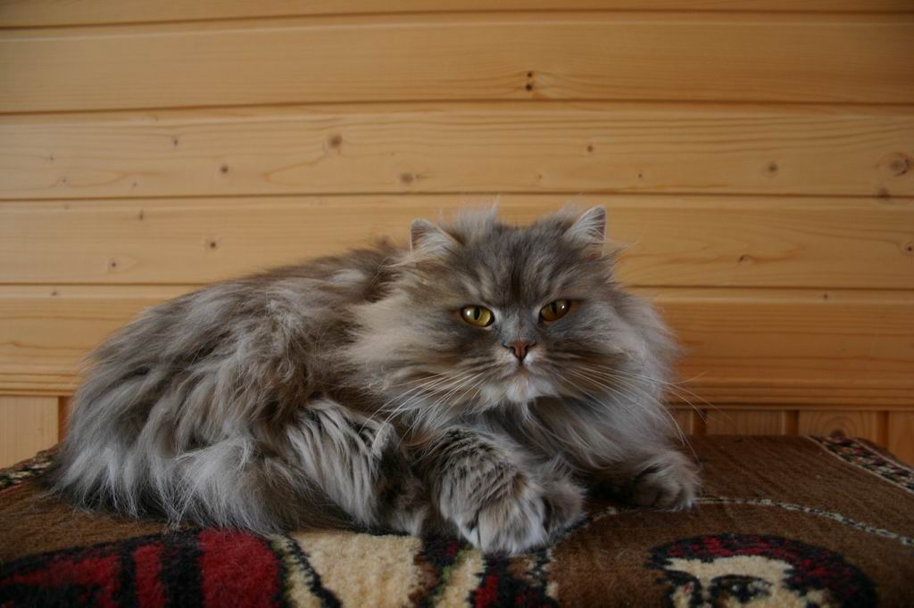 фото "Котик" метки: природа, домашние животные