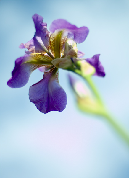 photo "IRIS ON SKY" tags: macro and close-up, nature, flowers