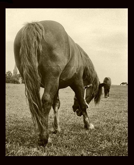photo "horse backside" tags: misc., 