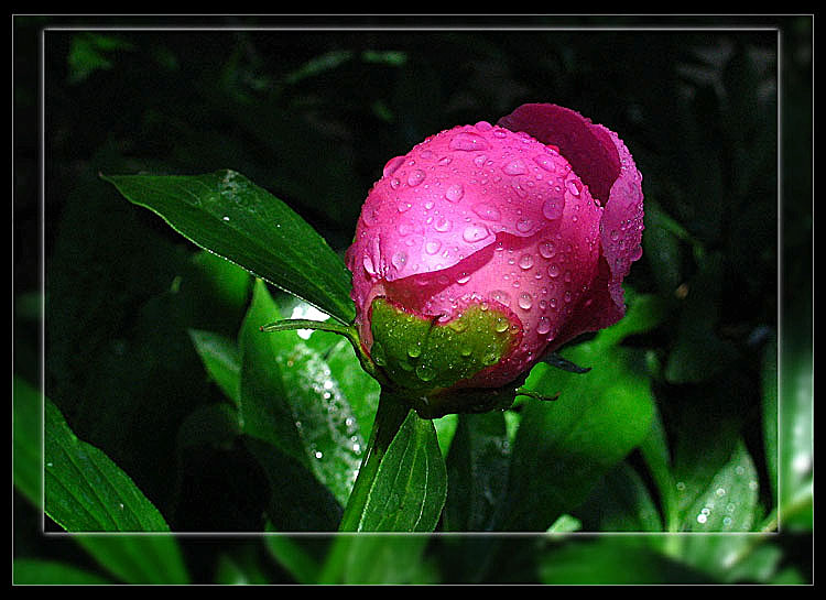 photo "Such do not take in a bouquet..." tags: nature, 