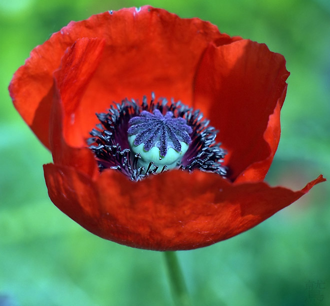 photo "Flower" tags: nature, macro and close-up, flowers