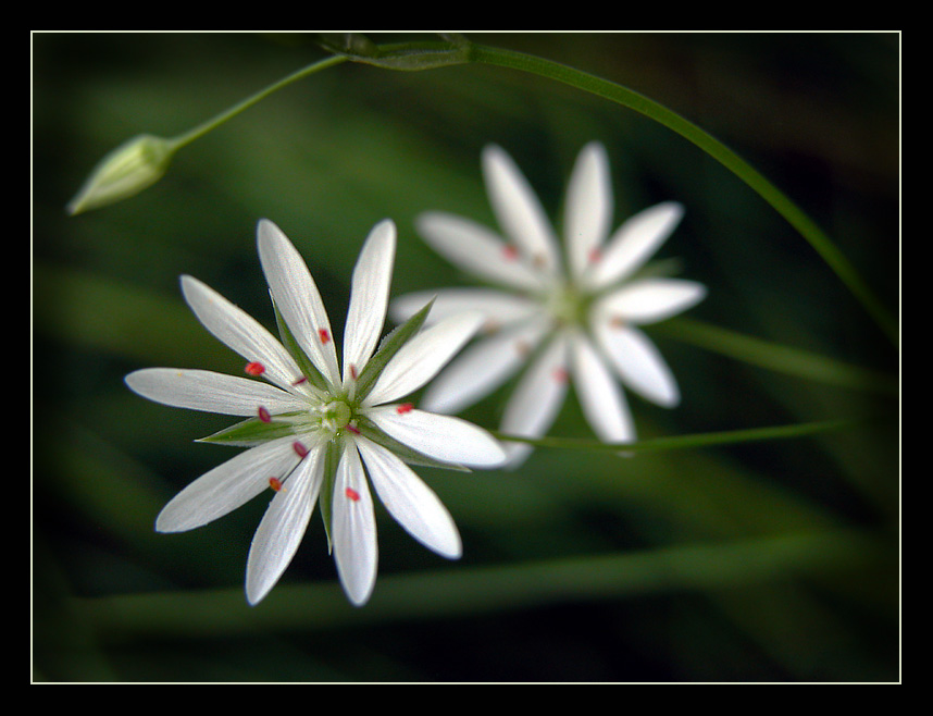 photo "^**^" tags: nature, macro and close-up, flowers