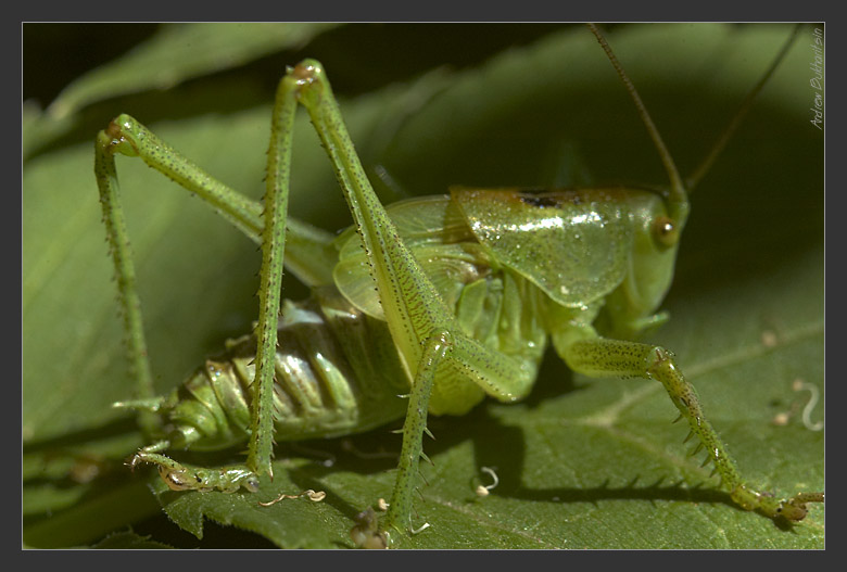 фото "In green ... on green" метки: макро и крупный план, природа, насекомое