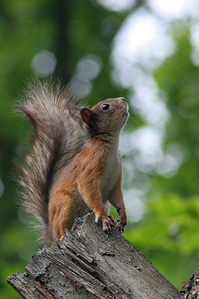 photo "Sciurus Vulgaris" tags: nature, wild animals