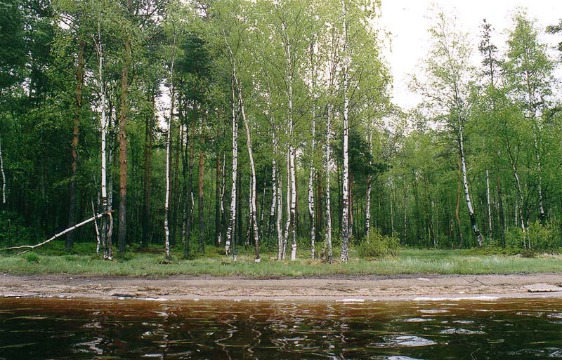 фото "Березы на берегу лесного озера" метки: натюрморт, 