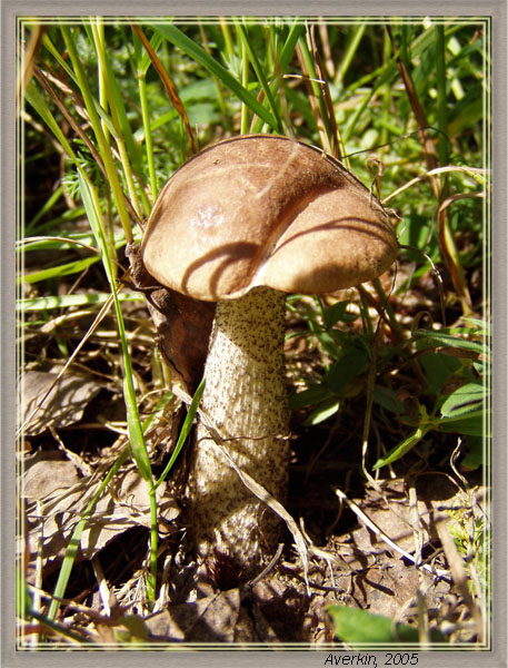 photo "Brown cap boletus" tags: nature, macro and close-up, flowers