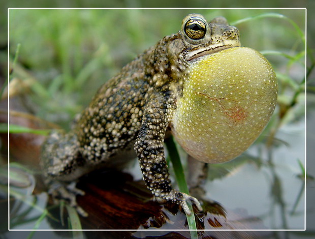 фото "Mating hour" метки: природа, макро и крупный план, дикие животные