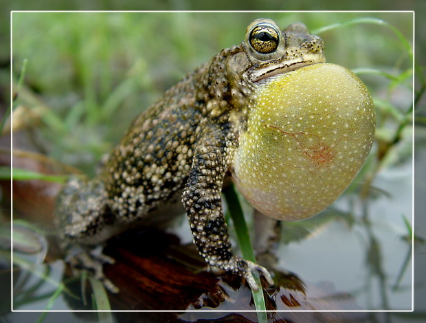 photo "Mating hour" tags: nature, macro and close-up, wild animals