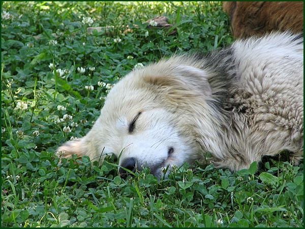 photo "To not awake in me an animal!" tags: nature, 